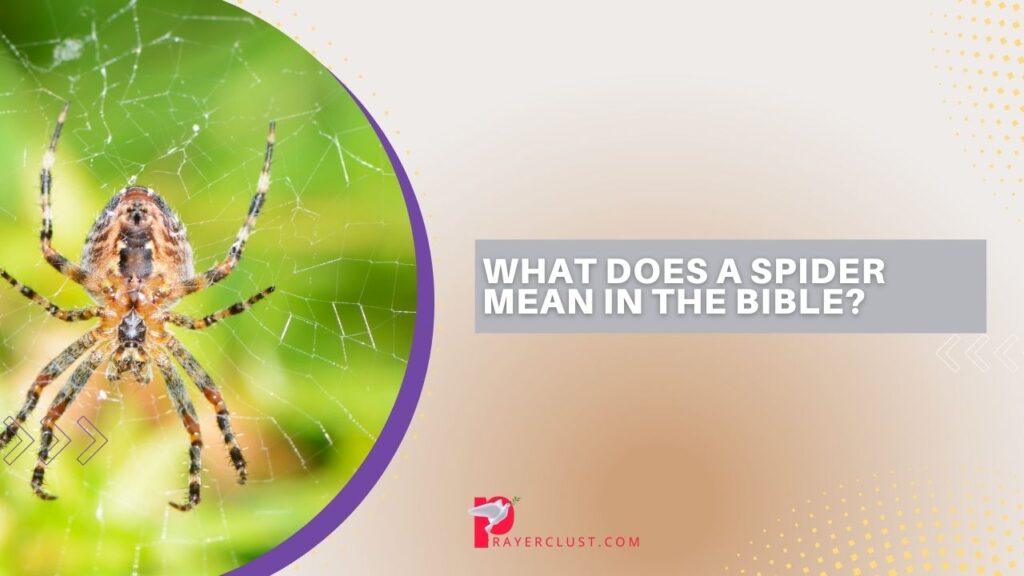 What Does a Spider Mean in the Bible?