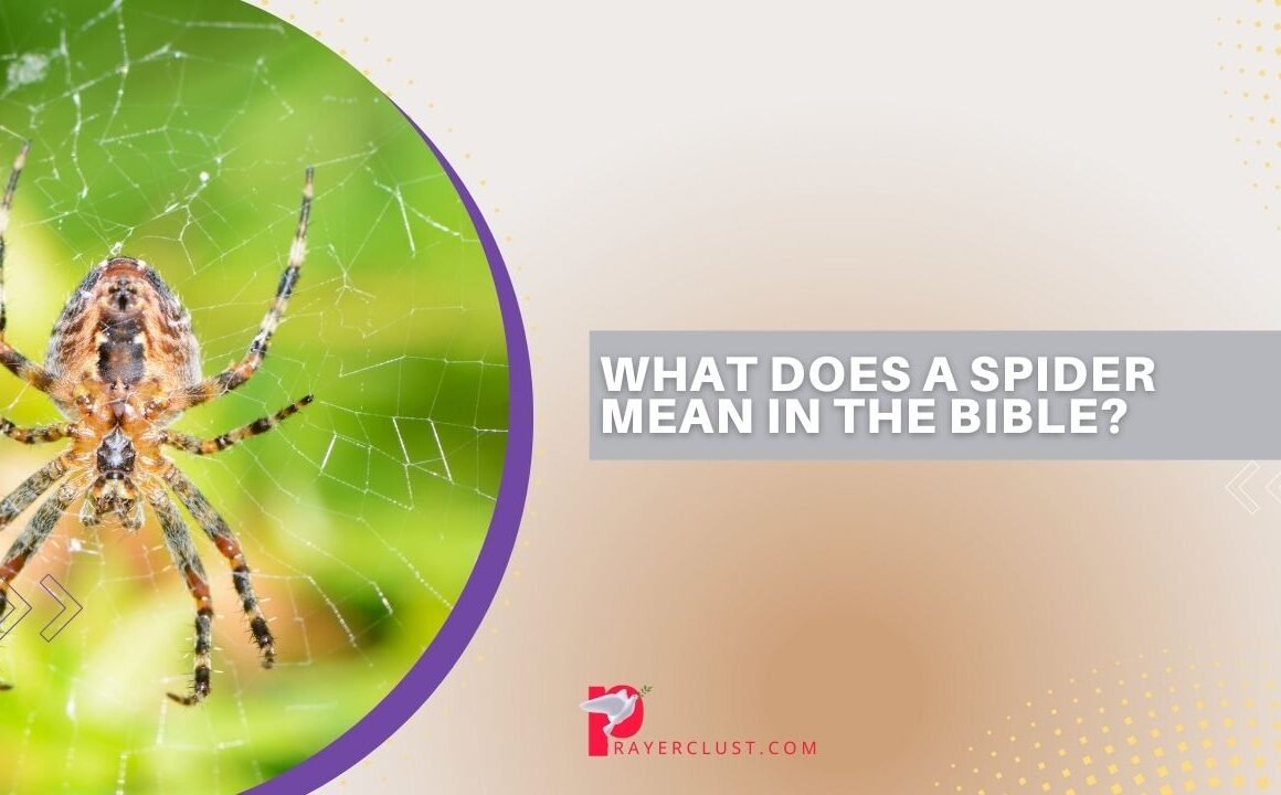 What Does a Spider Mean in the Bible?
