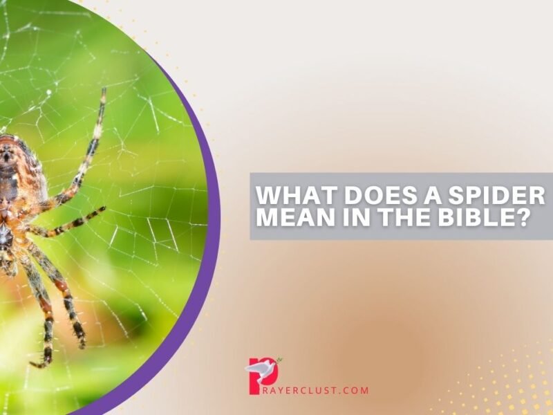 What Does a Spider Mean in the Bible?